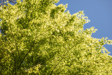 新緑と青空