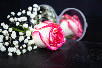 pink rose and petals on white background