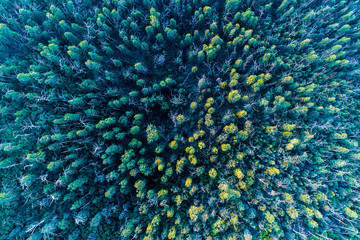 Top down view of eucalyptus forest at sunset