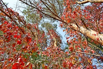 Beautiful autumn forest