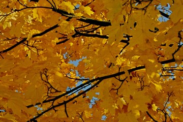 Obraz na płótnie Canvas Beautiful autumn forest