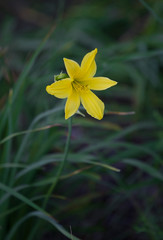 yellow flower on green background