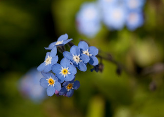 Myosotis Scorpioides or Forget me Not
