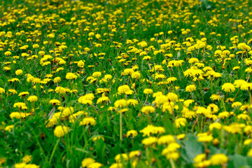 Fototapeta premium Beautiful yellow dandelions. Simple rural flowers. All background. Bright