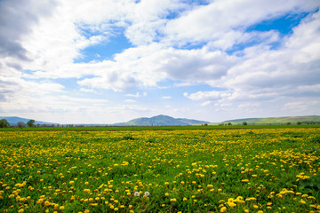 Beautiful spring and summer landscape. A field of yellow dandelions, green grass and mountains. Blue sky and white clouds. Kyrgyzstan Background for tourism.