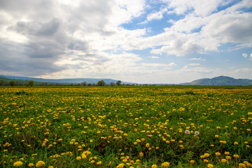 Beautiful spring and summer landscape. A field of yellow dandelions, green grass and mountains. Blue sky and white clouds. Kyrgyzstan Background for tourism.