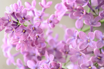 lilac flowers macro closeup in spring