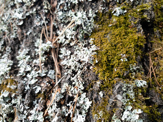 Moss on the bark of a tree. Moss grows on a pine tree.