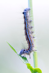 caterpillar on white background