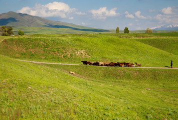 A flock of sheep goes on a mountain road among the green hills. Farm work. Background for agriculture.