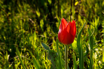 Wild mountain red tulip. Rare natural flowers growing in a natural environment. Botanical background.
