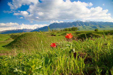 Beautiful spring and summer landscape. Lush green hills, high mountains. Spring blooming herbs. Mountain wild tulips. Blue sky and white clouds. Kyrgyzstan Background for tourism.