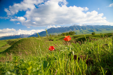 Beautiful spring and summer landscape. Lush green hills, high mountains. Spring blooming herbs....