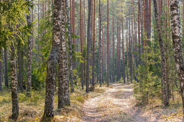 Dirt road in the mixed forest in early spring.