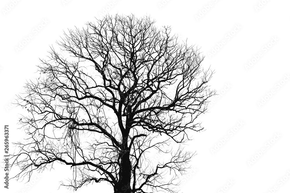 Wall mural dead tree and branch isolated on white background. black branches of tree backdrop. nature texture b