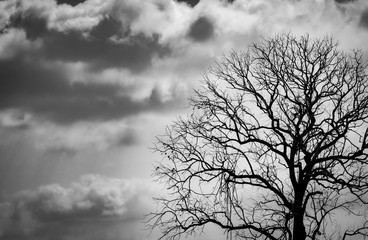 Silhouette dead tree on dark dramatic sky background for scary or death. Halloween night. Hopeless, despair,sad and lament concept. Scary forest. Dramatic horror night on Halloween day background.