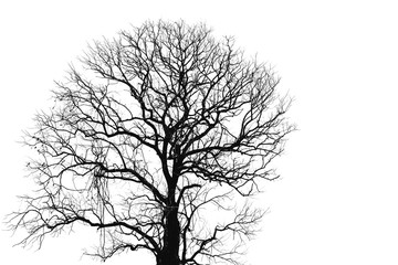 Dead tree and branch isolated on white background. Black branches of tree backdrop. Nature texture...