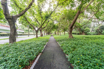 Shenzhen Nanshan Greenery Walkway