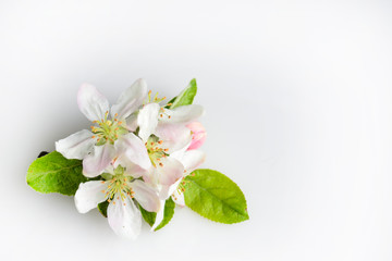 Fototapeta na wymiar gentle twig of blossoming apple tree on white background close-up