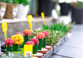 Small multicolored cacti in pots near the shop, selective focus closeup