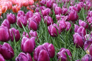 Fototapeta premium Keukenhof 