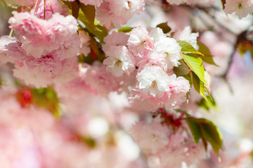 Sakura, cherry blossom, cherry tree with flowers. Oriental cherry blooming. Branch of sakura with white and rose flowers, beauty in nature, beautiful spring nature background