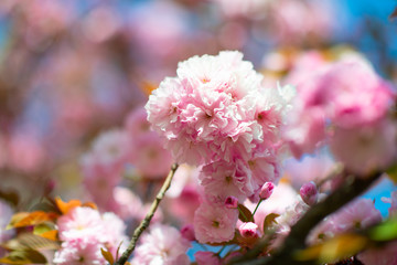 Sakura, cherry blossom, cherry tree with flowers. Oriental cherry blooming. Branch of sakura with white and rose flowers, beauty in nature, beautiful spring nature background