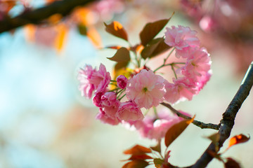 Sakura, cherry blossom, cherry tree with flowers. Oriental cherry blooming. Branch of sakura with white and rose flowers, beauty in nature, beautiful spring nature background