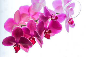 Fototapeta na wymiar pink Phalaenopsis or Orchid flower. Floral background.Selective focus.copy space