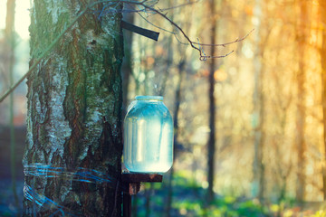Production of birch sap in a glass jar in the forest. Springtime