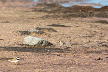 Curlew sandpiper