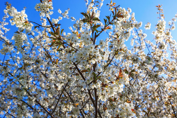 Branch with cherry blossoms