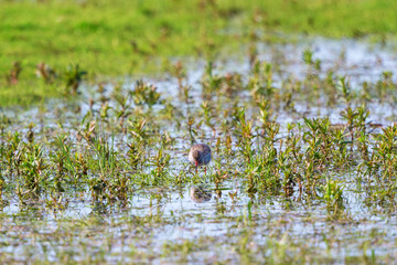 Redshank in the water