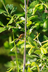 Dragonfly on a straw