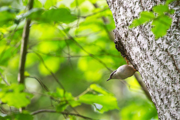 Nuthatch on a tree trunk