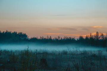 Fototapeta premium sunset in forest