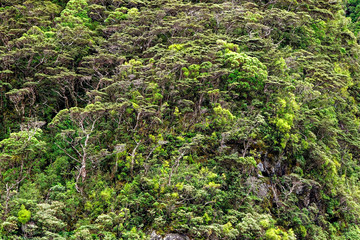 Regenwald am Milford Sound im Fiordland National Park im Südwesten von Neuseeland
