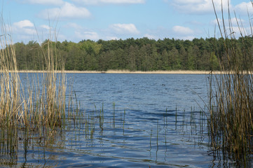 Shore of the lake on a sunny day with reeds, Kierskie Lake, Poznań, Poland	