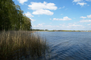 Shore of the lake on a sunny day with reeds, Kierskie Lake, Poznań, Poland 
