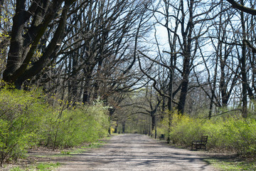 Empty path in the oak park, early spring sunny day