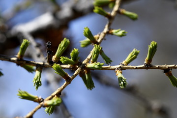 young larch needles on branches
