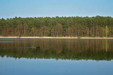 Shore of the lake on a sunny day with a duck, Kierskie Lake, Poznań, Poland	