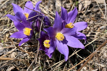 a group of flowers sleep-grass