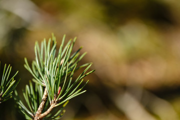 close uo macro image of pine tree fresh leaves blooming
