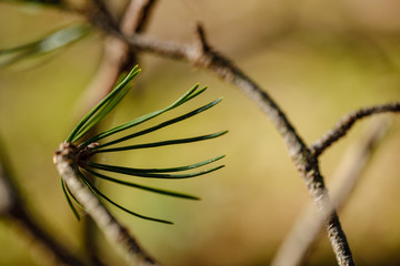 close uo macro image of pine tree fresh leaves blooming