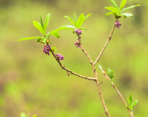 A daphne flowers blooming in the forest