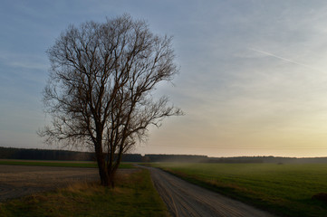 Fototapeta na wymiar Field road with a tree, with forest in the background, Poznań, Poland