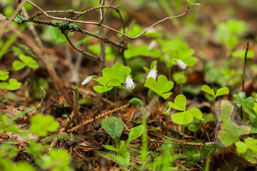 A forest landscape with a wood sorrel and fern