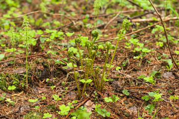 A forest landscape with a wood sorrel and fern