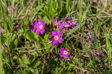 A primrose flowers in the meadow in the spring sunny day
